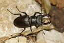 8696 Male Stag Beetle (Lucanus cervus)